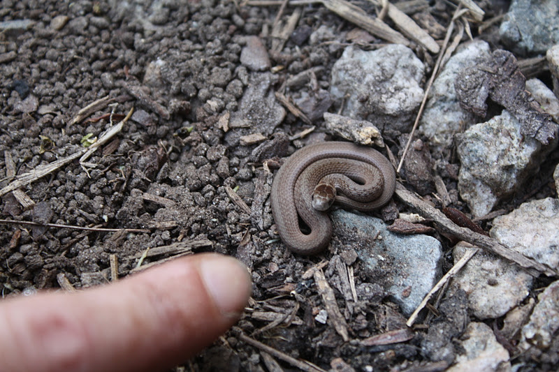 Polliwog On Safari Wordless Wednesday Baby Snake In My Garden