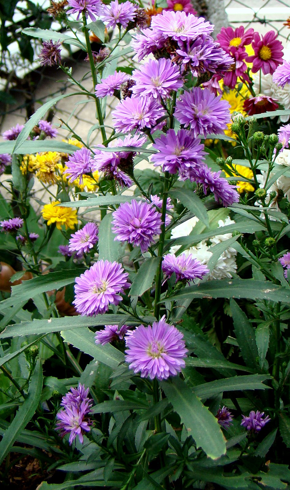 DiscoverSriLanka SRI LANKA [ FLOWERS ]