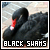 I like black swans