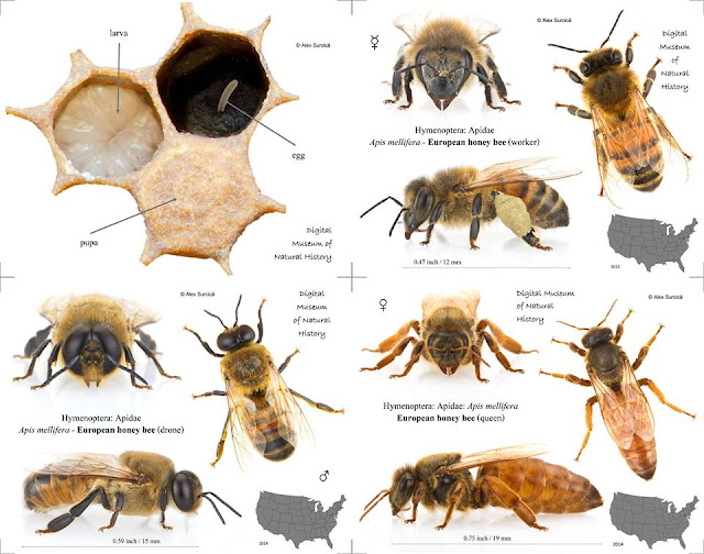 la familia de la apicultura the beekeeping of family la familia de la apicultura the beekeeping of family