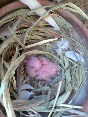 baby birds in nest,baby bird nest,birds pictures,fancy pigeons,baby photos