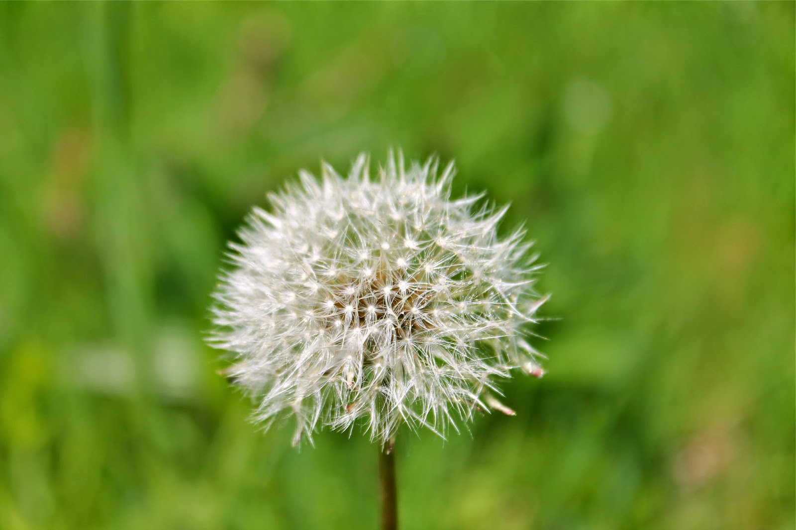 Twig and Toadstool Preserving Dandelion Clocks