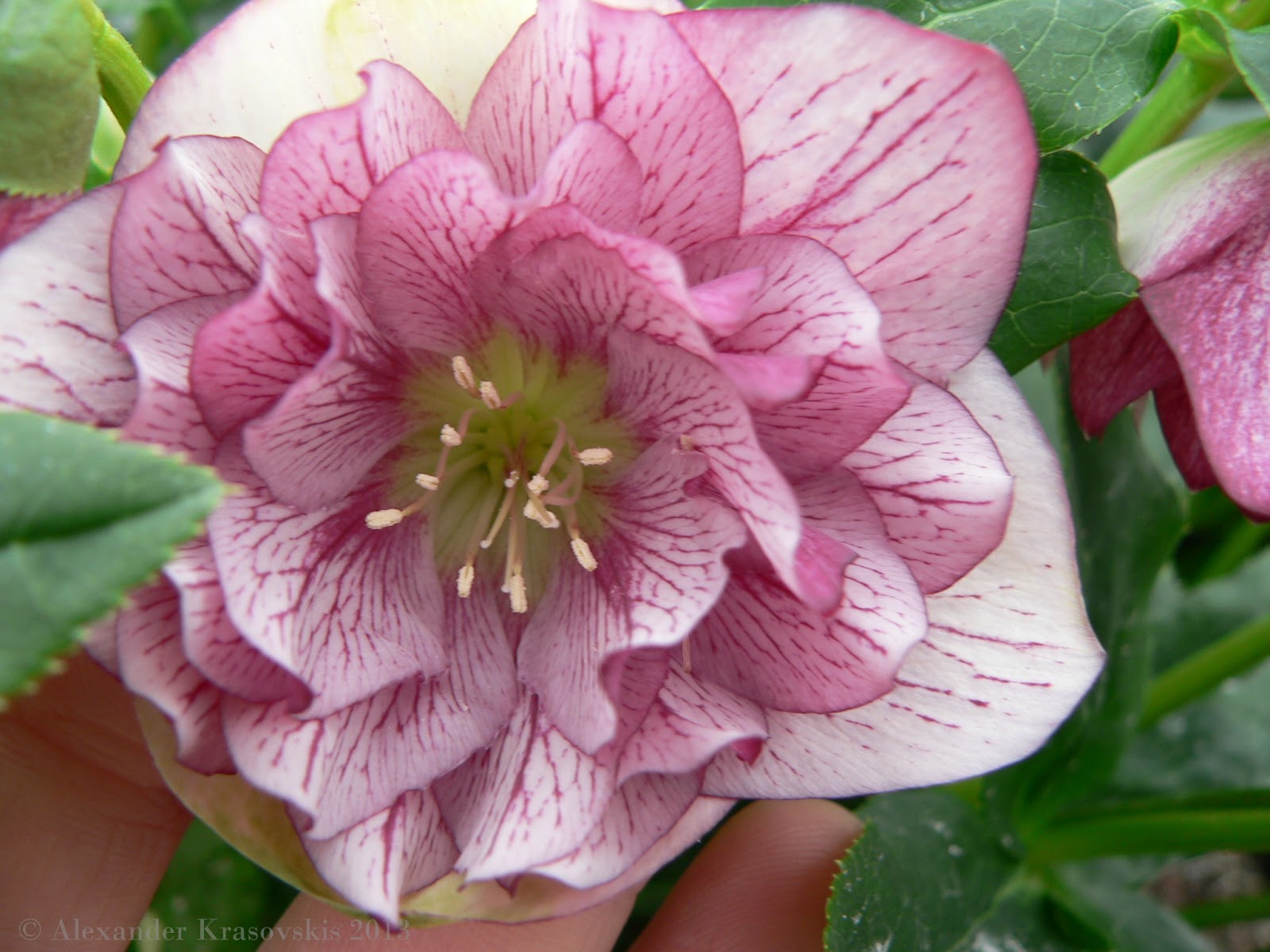 hellebore plant care 28 images propagation hellebore plant care 28 images propagation