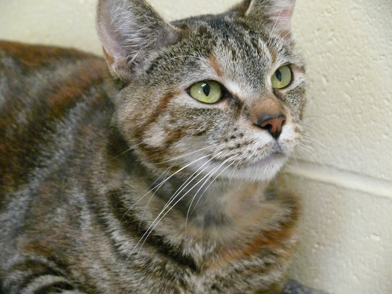 Lac Le Jeune Life In Our Community TRU Animal Health Technology Adoptions Ash and Tara