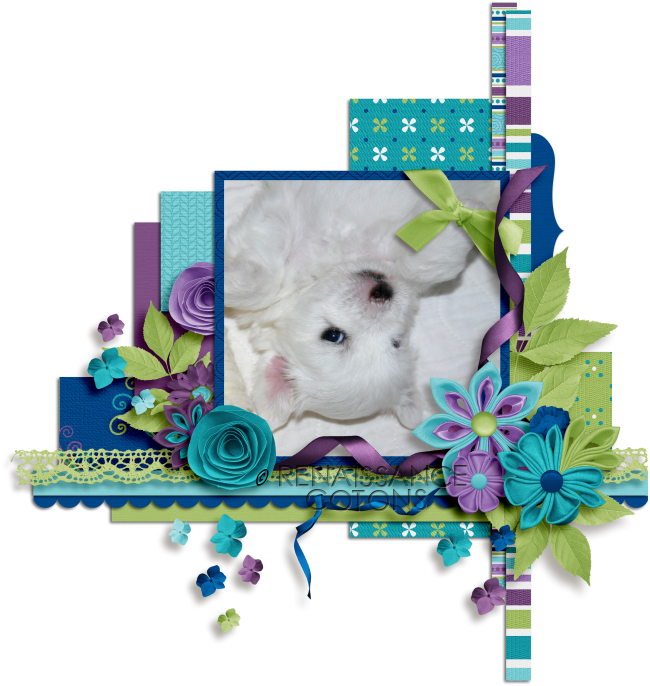 ♥Coton de Tulear Breeder in CT♥