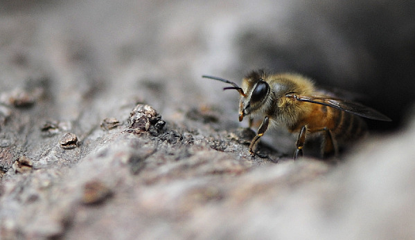 بالصور معركة النحل والدبابير البرية Bees+01