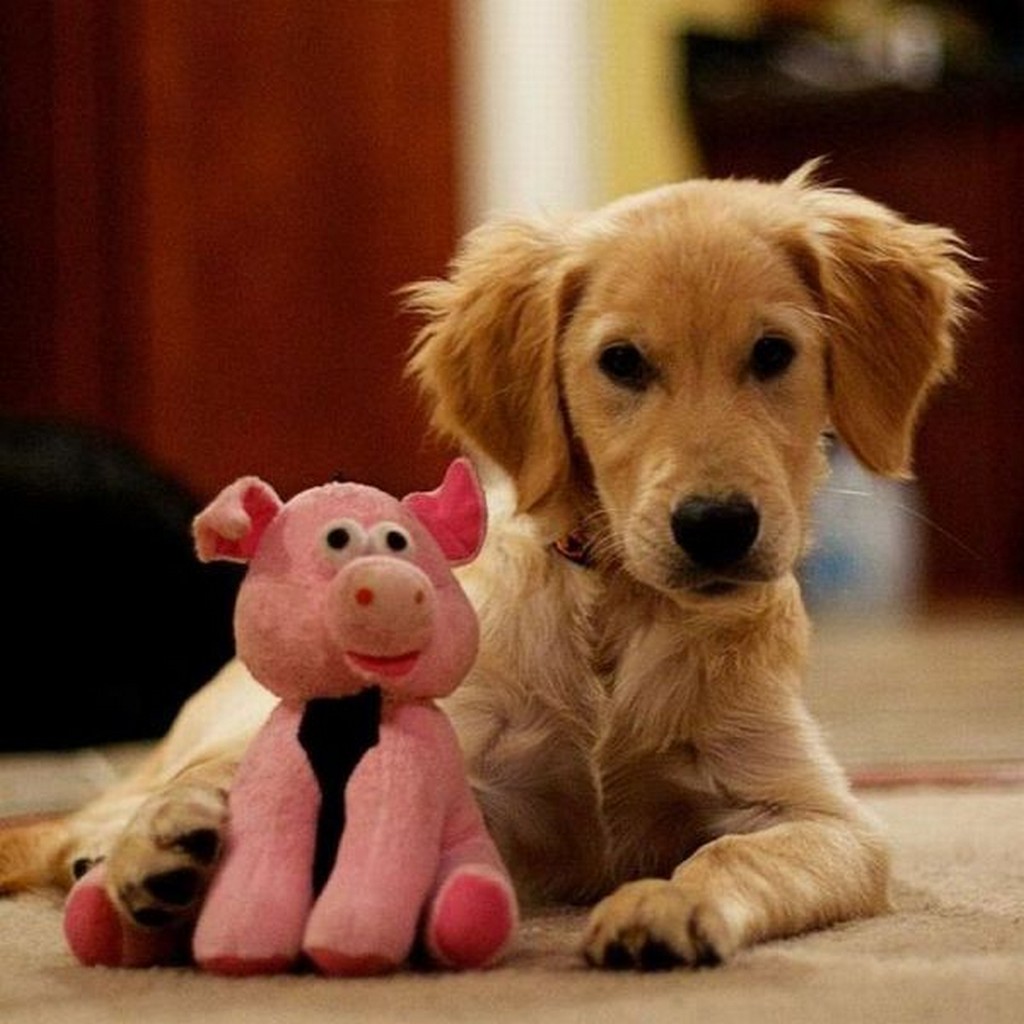 Chuck's Fun Page 2: Just animals - 20 images