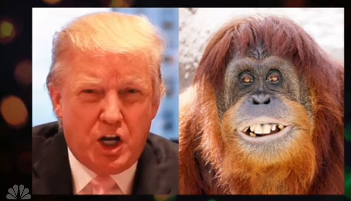 TrumpMonkey.jpg