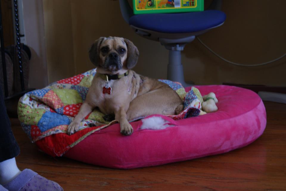 How To Treat A Dog Who Got Chemical Burn