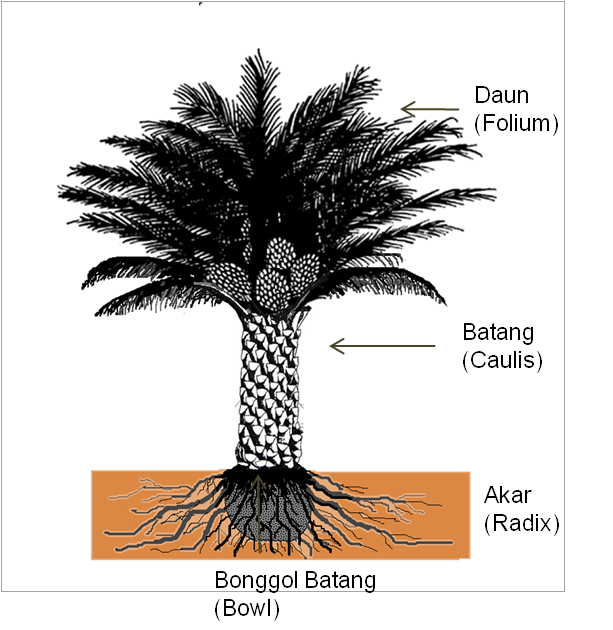 THE OIL PALM PLANTERS Mophologi Kelapa Sawit