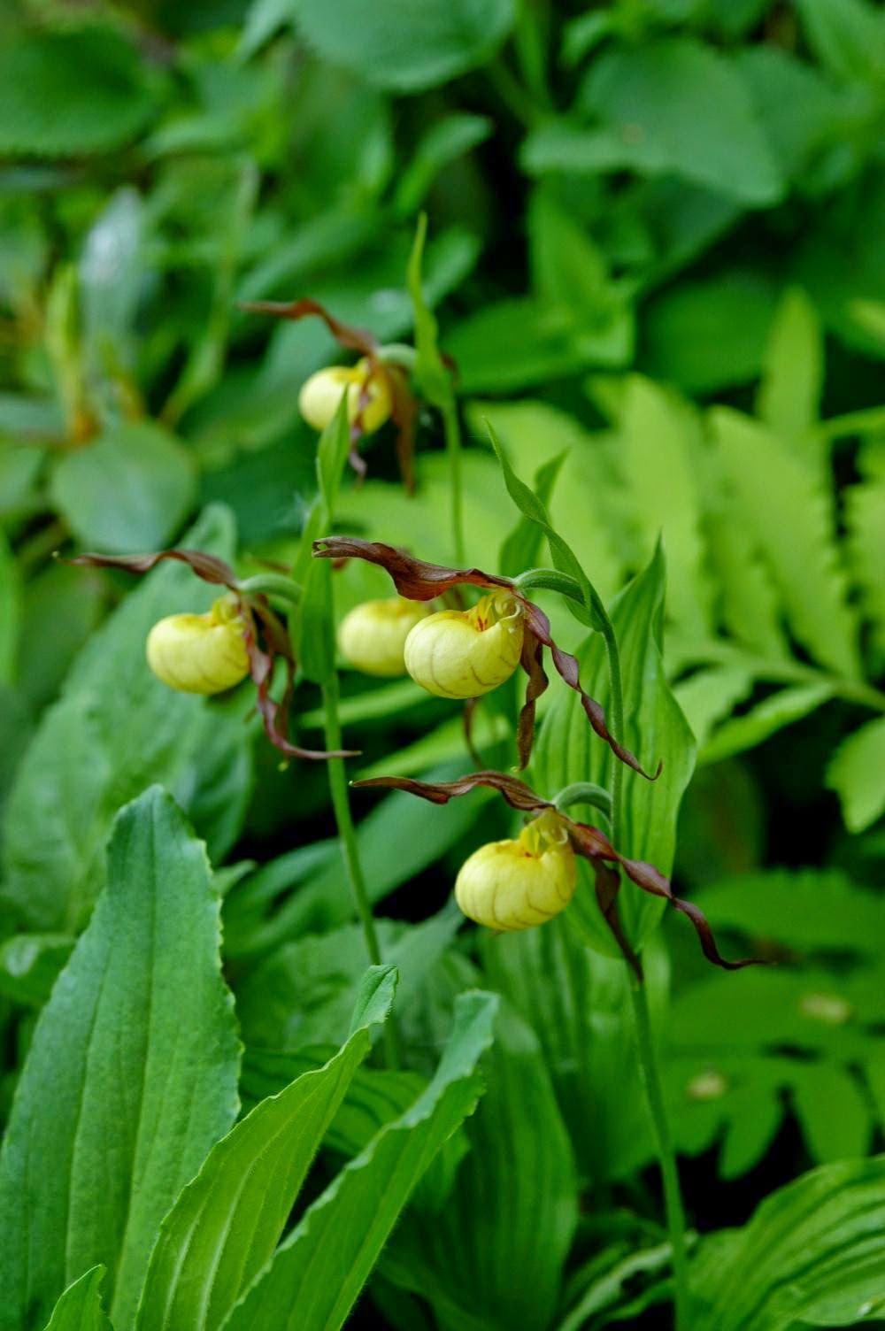 Cypripedium parviflorum