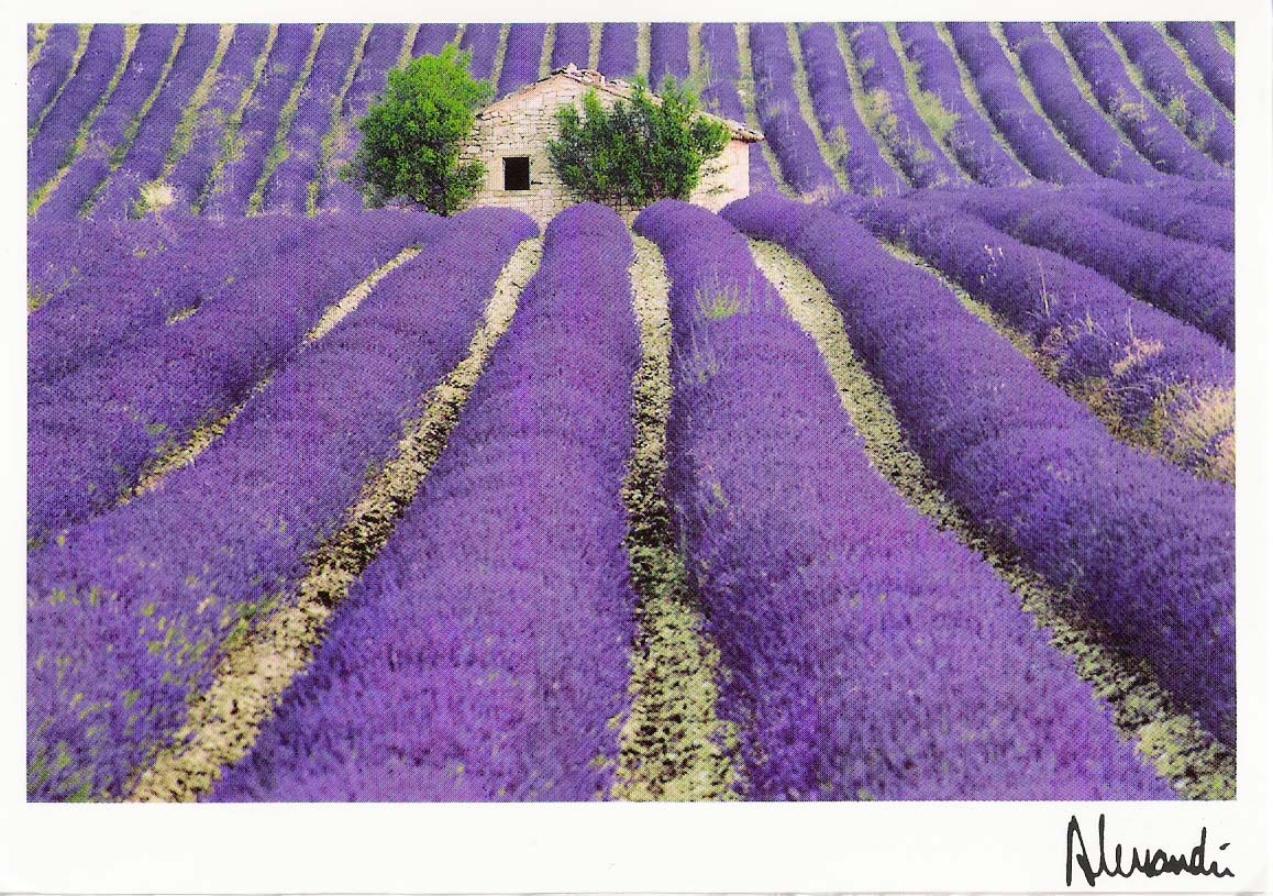 Photos Of Lavender