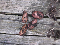 Allotment Growing - Potatoes In Bags