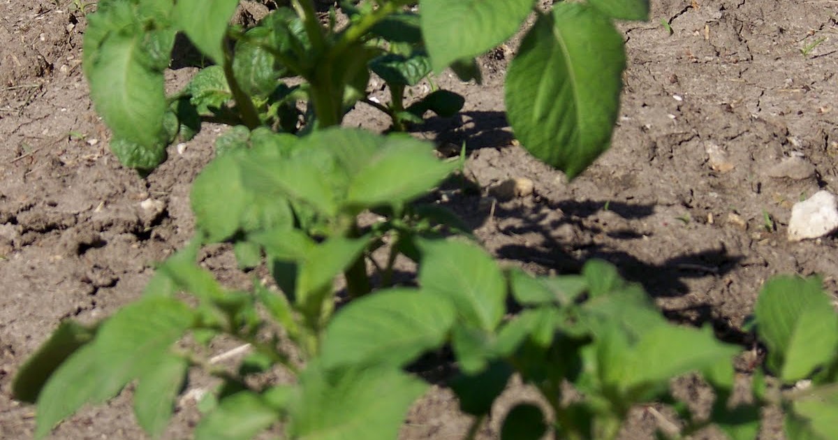 Hickery Holler Farm: The Late March Garden