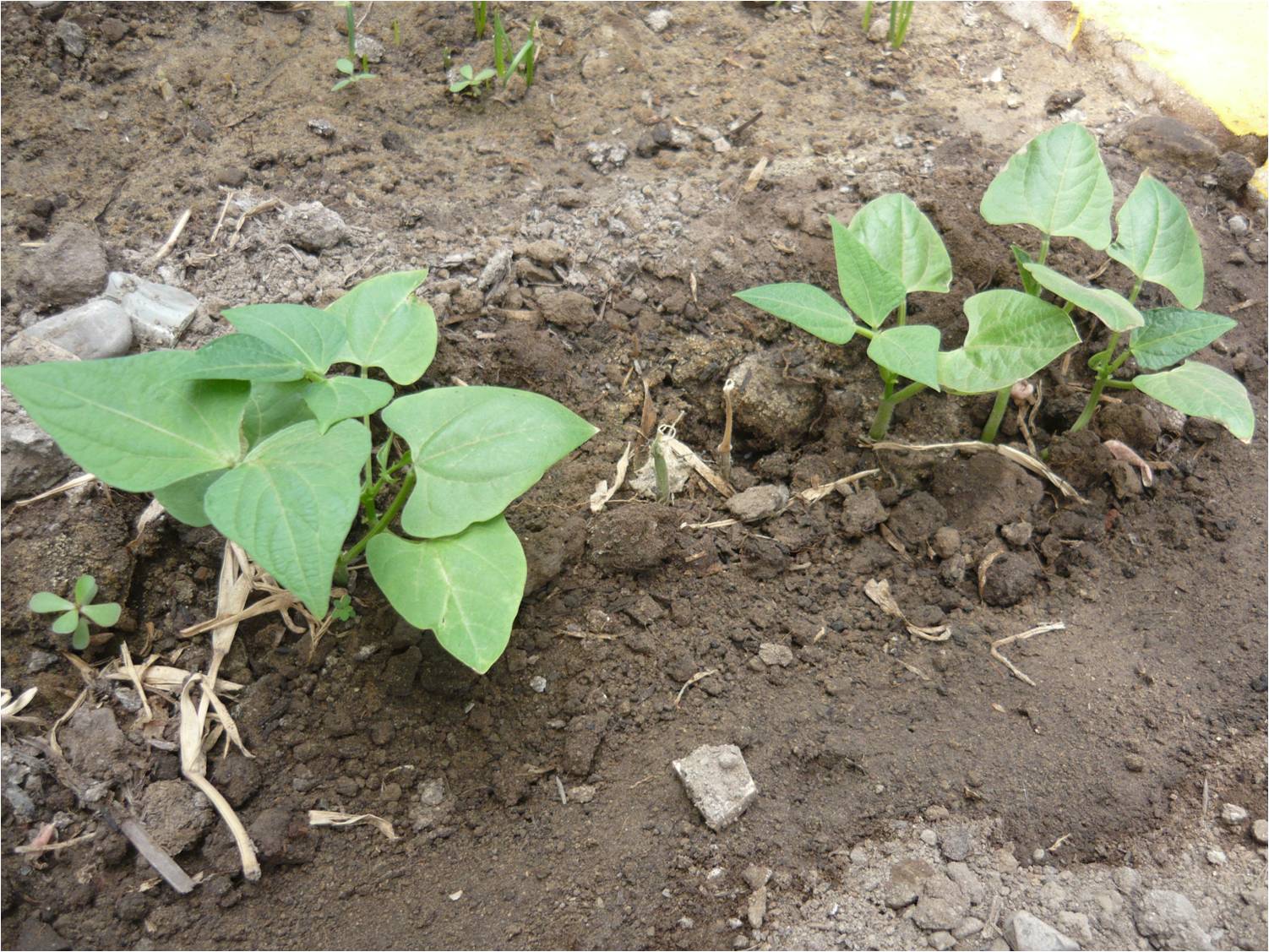 ALTERNATIVA ECOLÓGICA CULTIVO DE FRÍJOL VERDE