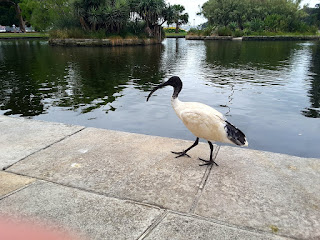 Ibis