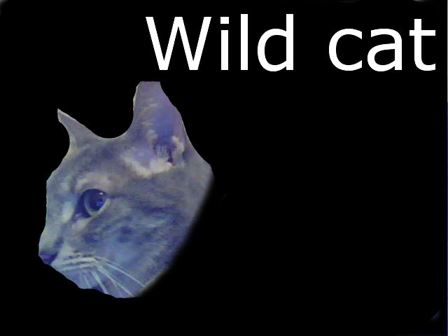 Spock S Cat Blog Spock S Nicknames