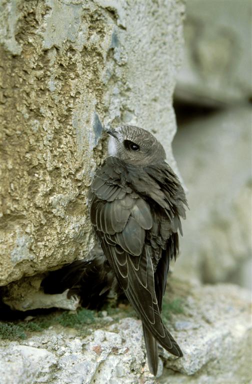 Common Swift