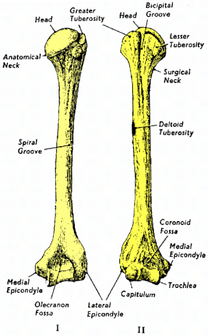 Intertubercular Groove Humerus