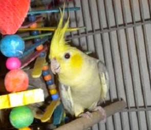 yellow face cockatiel
