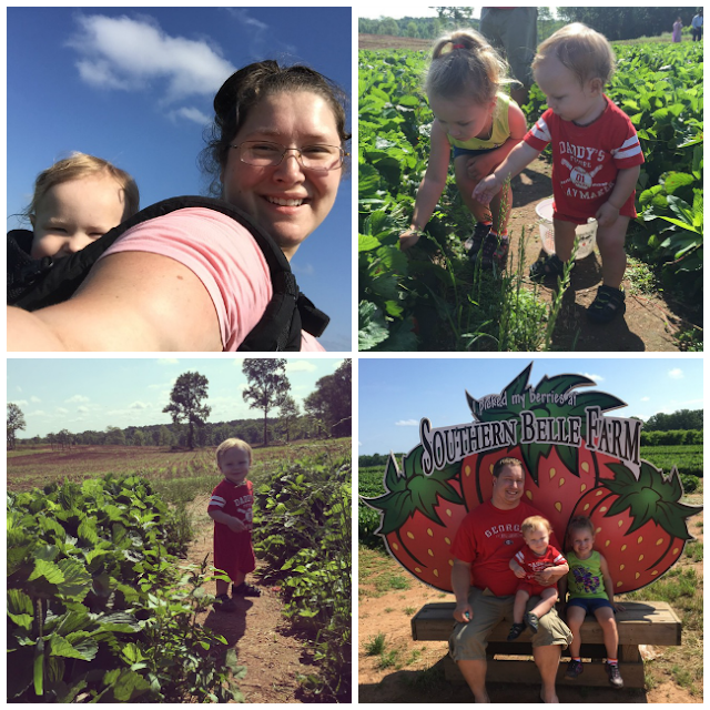 Strawberry Picking at Southern Belle Farm {Wordless Wednesday LINKY
