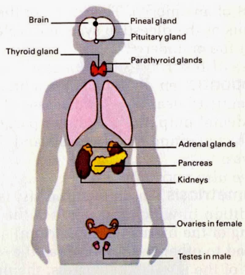 What is the Endocrine System? - Ency123