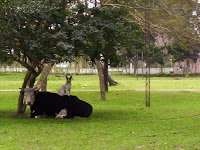 La perra pancha  y la vaca