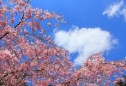 アルバム「桜の頃」