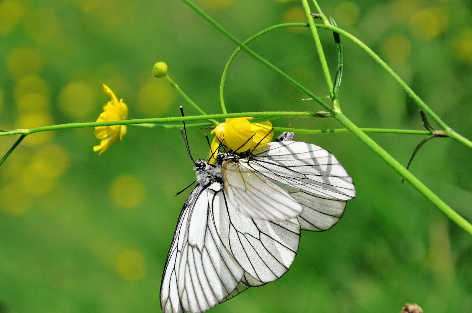 chant seigneur quand je rencontre mon frère