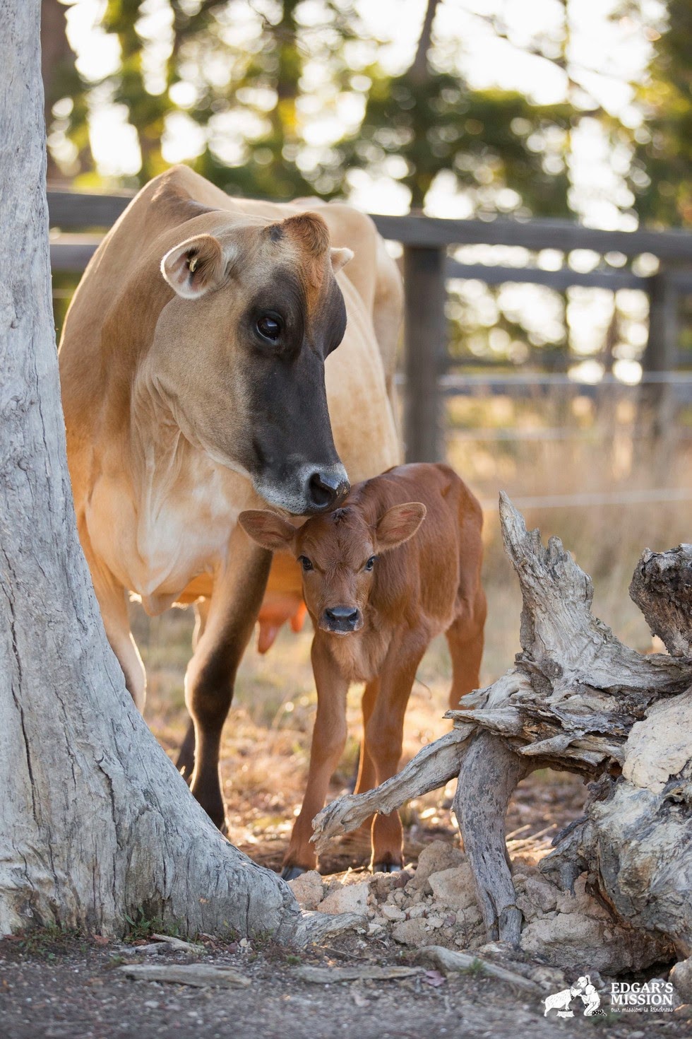 White Wolf Mother Cow Hides Newborn Baby To Protect Her