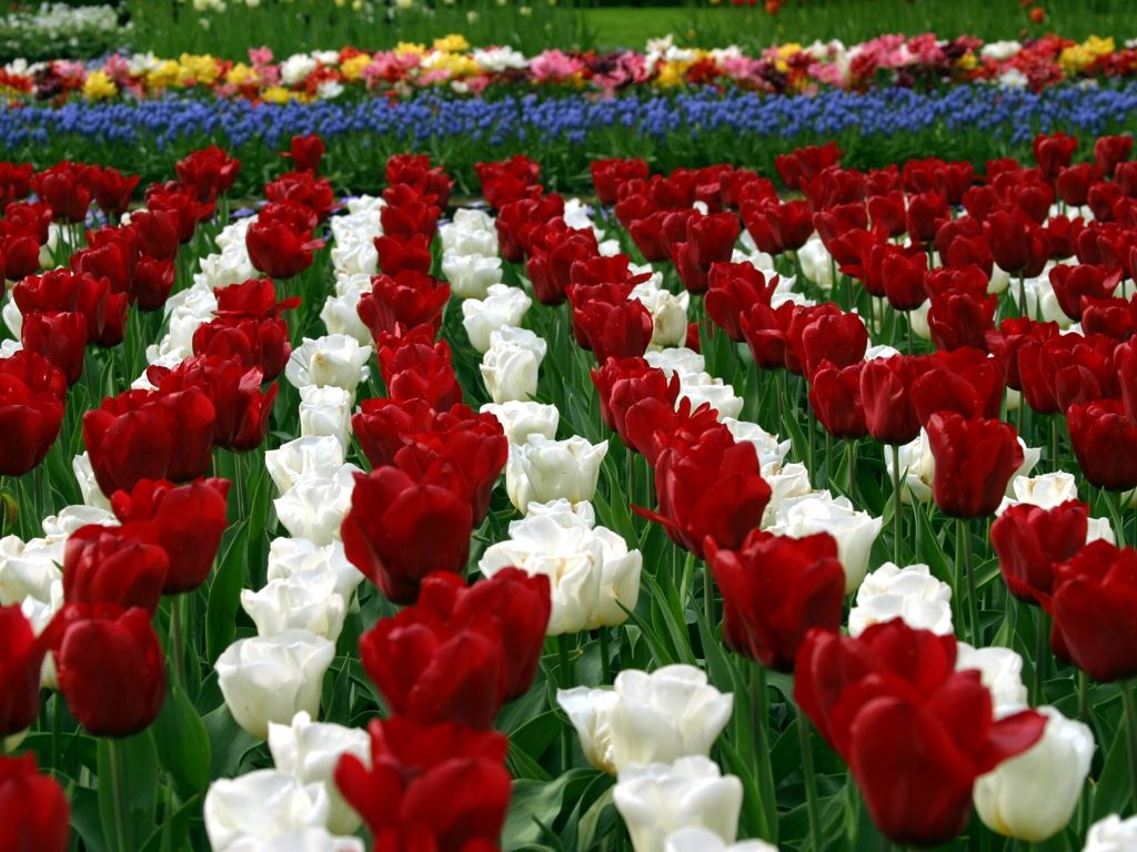 [عکس: tulip1.jpg]