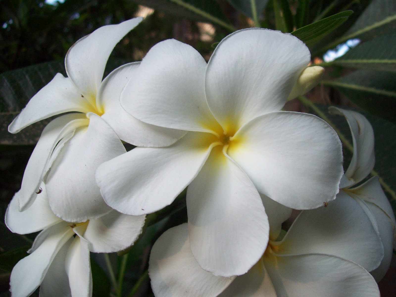 gardentropics Today's Flowers Wild Orchid and Frangipani