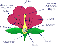 عمل مجسم لتركيب الزهرة مجسم تركيب الزهرة