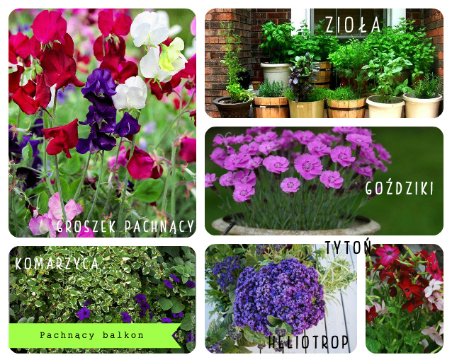 Its So Easy Diy Blog Pachnące Kwiaty Na Balkonie