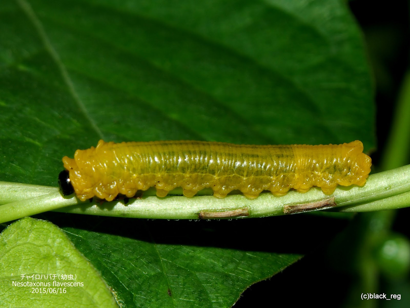 四季折々 散歩中のことども チャイロハバチ 幼虫 成虫