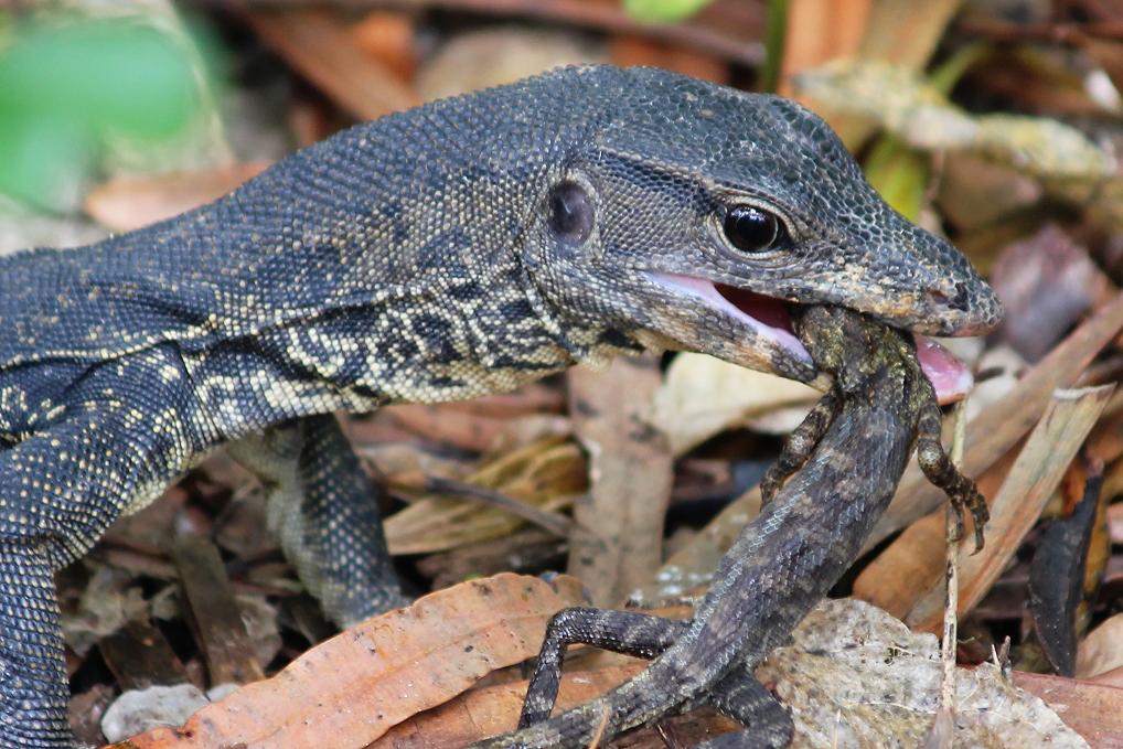 Crystal and Bryan in Singapore Dairy Farm Nature Park