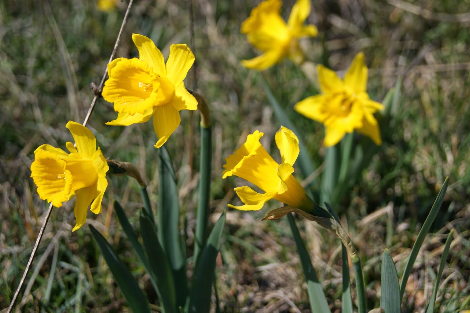 Narcissus bugei