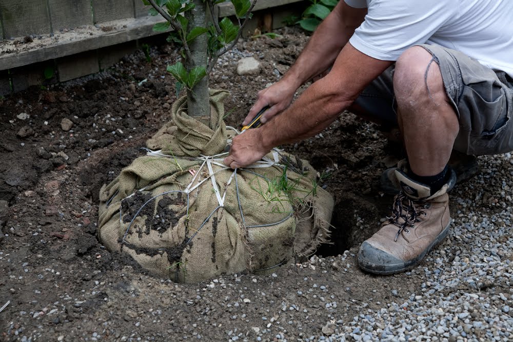 DUPONT PROJECT Trees Arrive!