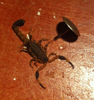 Scorpion în dormitor