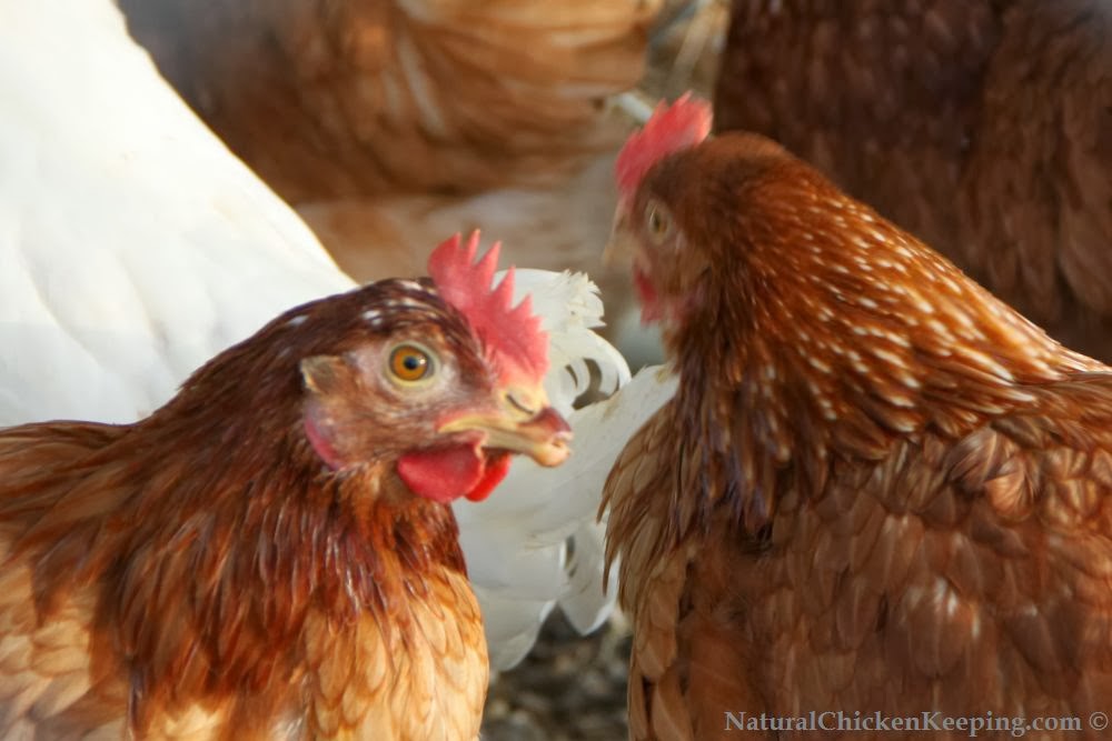 Natural Chicken Keeping The Chicken Swap Meet