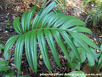 Rhaphidophora decursiva