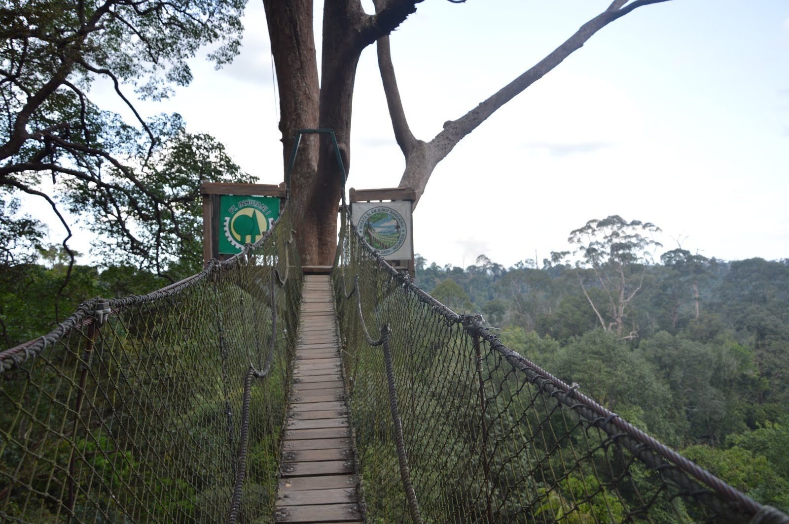 Canopy Bridge