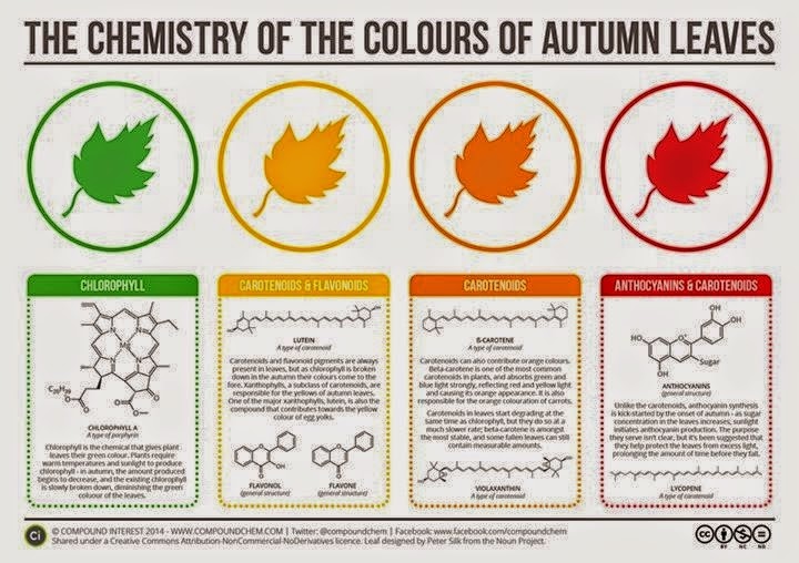 Snooping Around Random Facts About.... Autumn