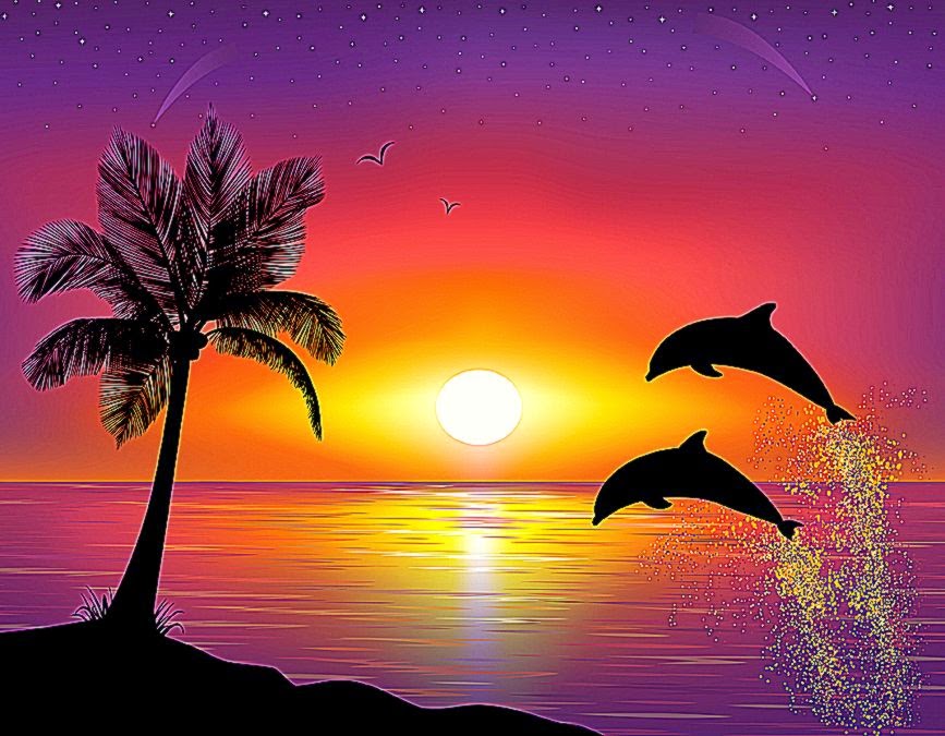 Dolphins Sunset Images Hd