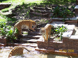 Three Tigers