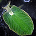 A lesma do mar que é metade animal e metade planta