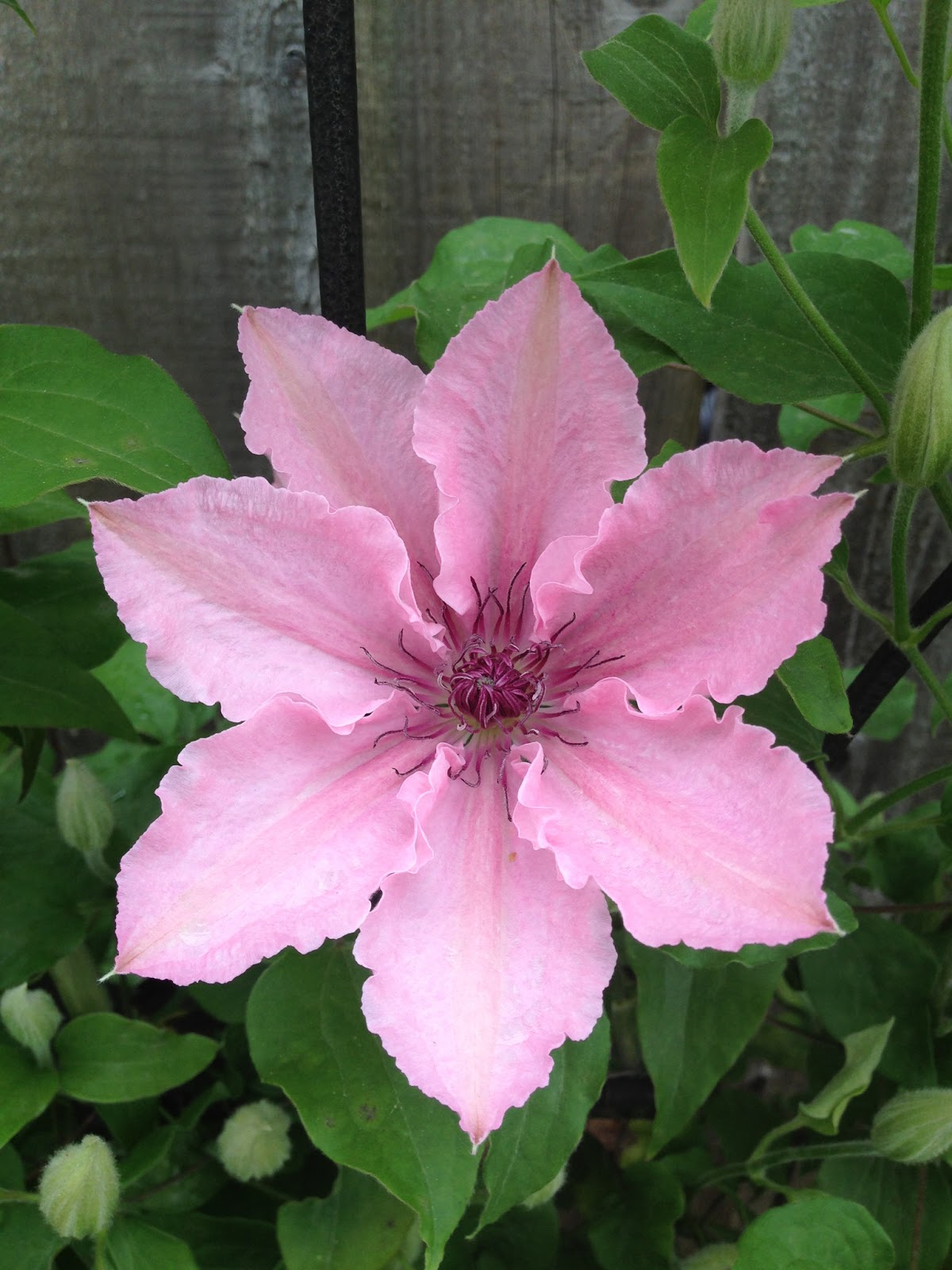 The Lents Farmer My Flower of the Day Clematis 'Pink Chiffon'