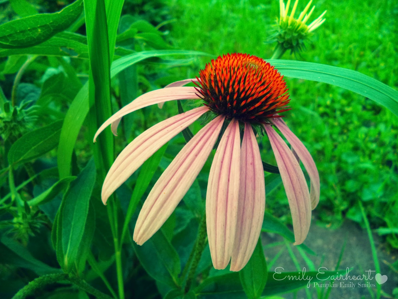 Purple Coneflower