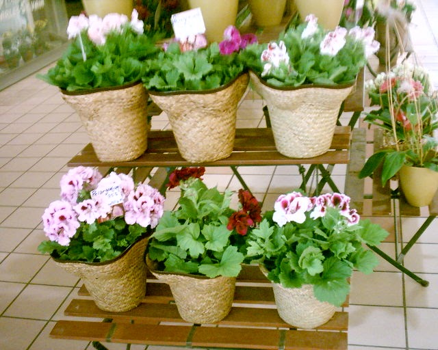 Montreal Plant plant for sale