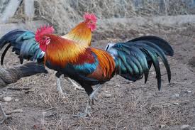 55+ Gambar Ayam Hutan Tertembak Paling Bagus 55+ Gambar Ayam Hutan Tertembak Paling Bagus